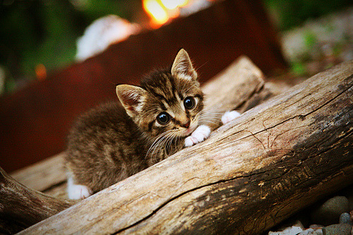 开云·体育官网APP下载-全运会田径项目连续刷新纪录,全运会田径项目连续刷新纪录是多少 第3张 开云·体育官网APP下载-全运会田径项目连续刷新纪录,全运会田径项目连续刷新纪录是多少 第3张