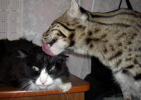 KAIYUNAPP-2025湖滨赛场:体育与自然的完美融合,2020湖滨跨年 第2张 KAIYUNAPP-2025湖滨赛场:体育与自然的完美融合,2020湖滨跨年 第2张