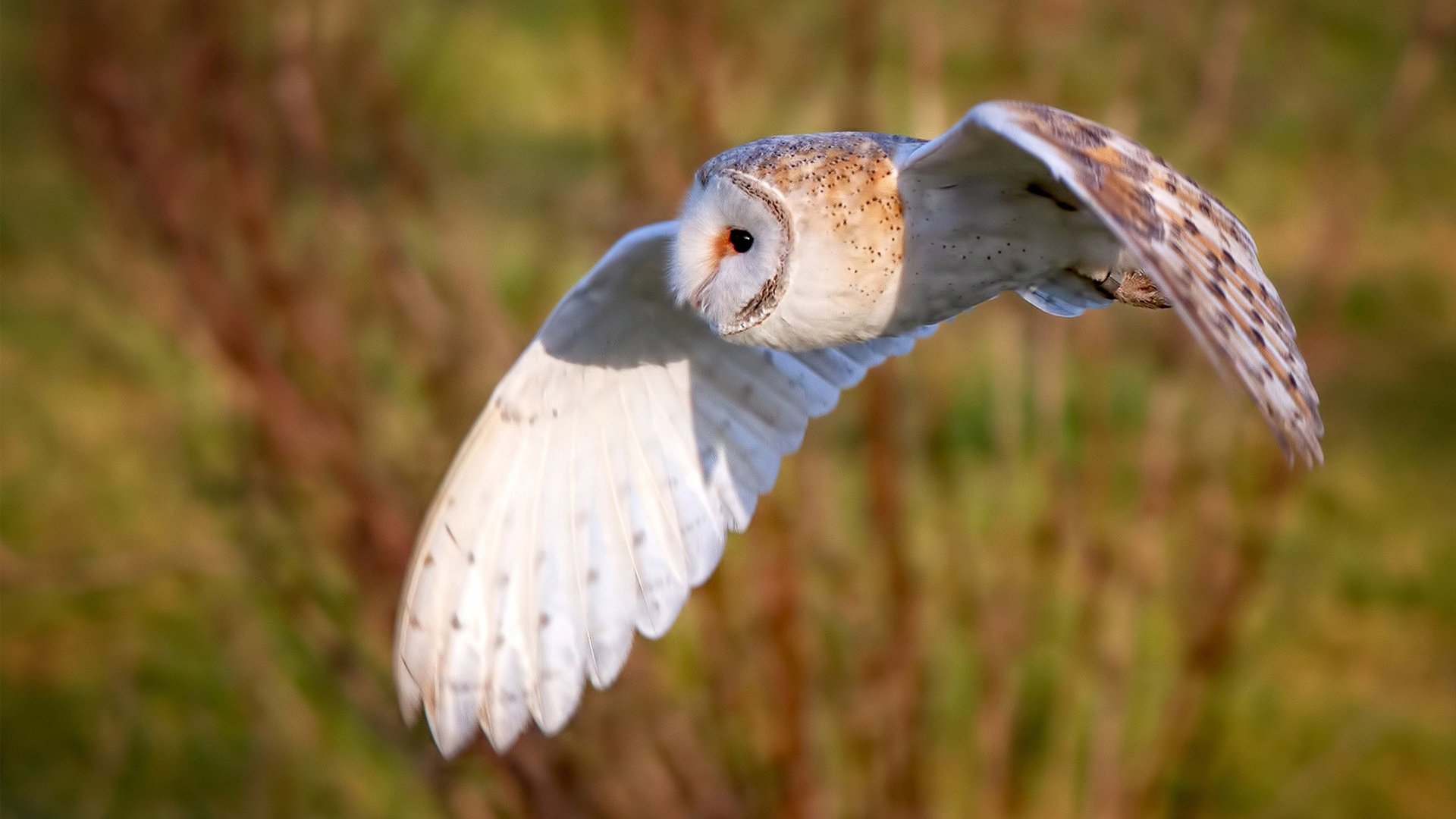 开云网页版登录入口-三秒内完成断球至射门成效显著，断球的时候可以碰到手吗  第1张