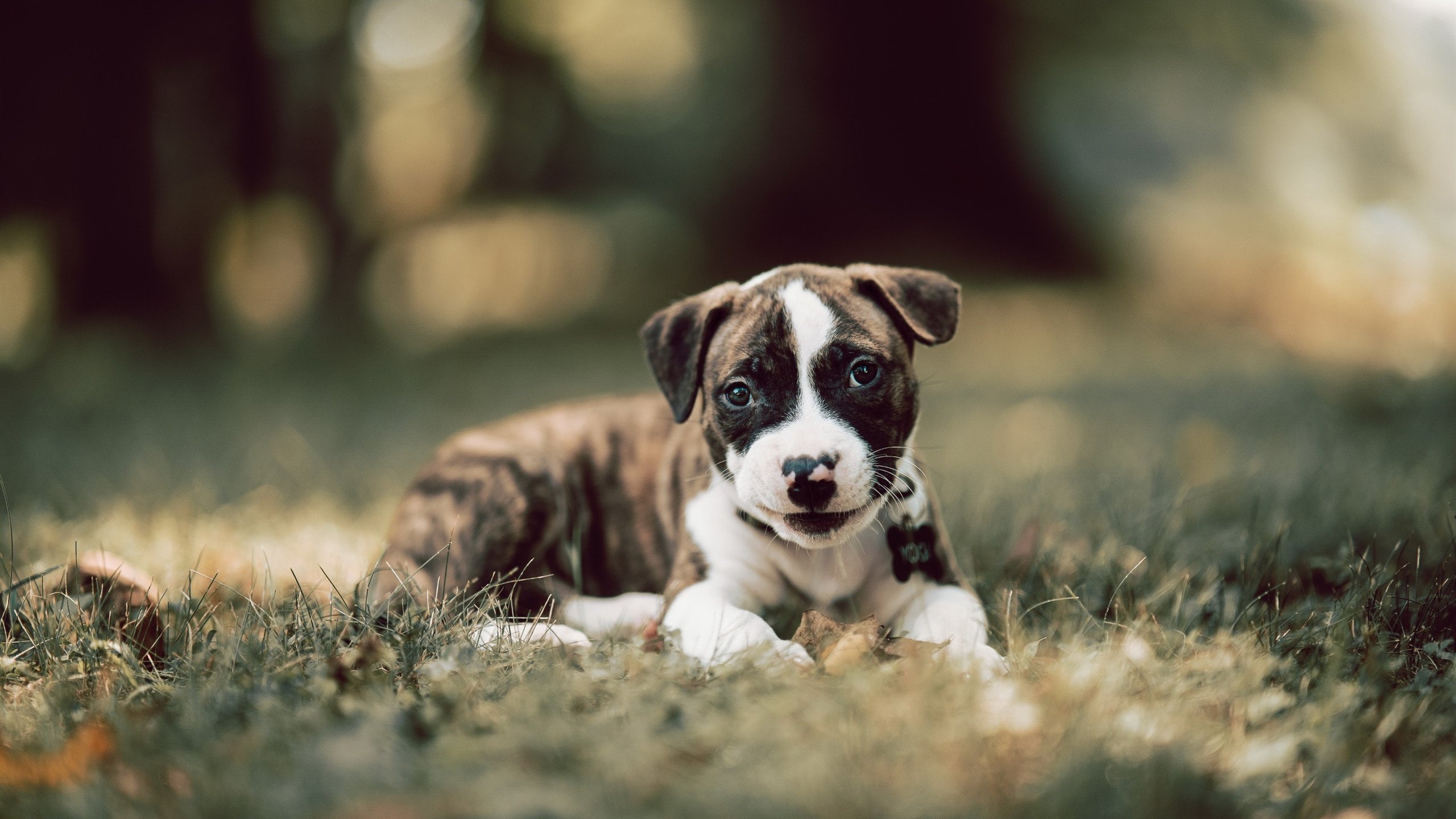 开云体育-丁俊晖直播讲解母球控制技术要领，丁俊晖母亲是哪里人  第1张