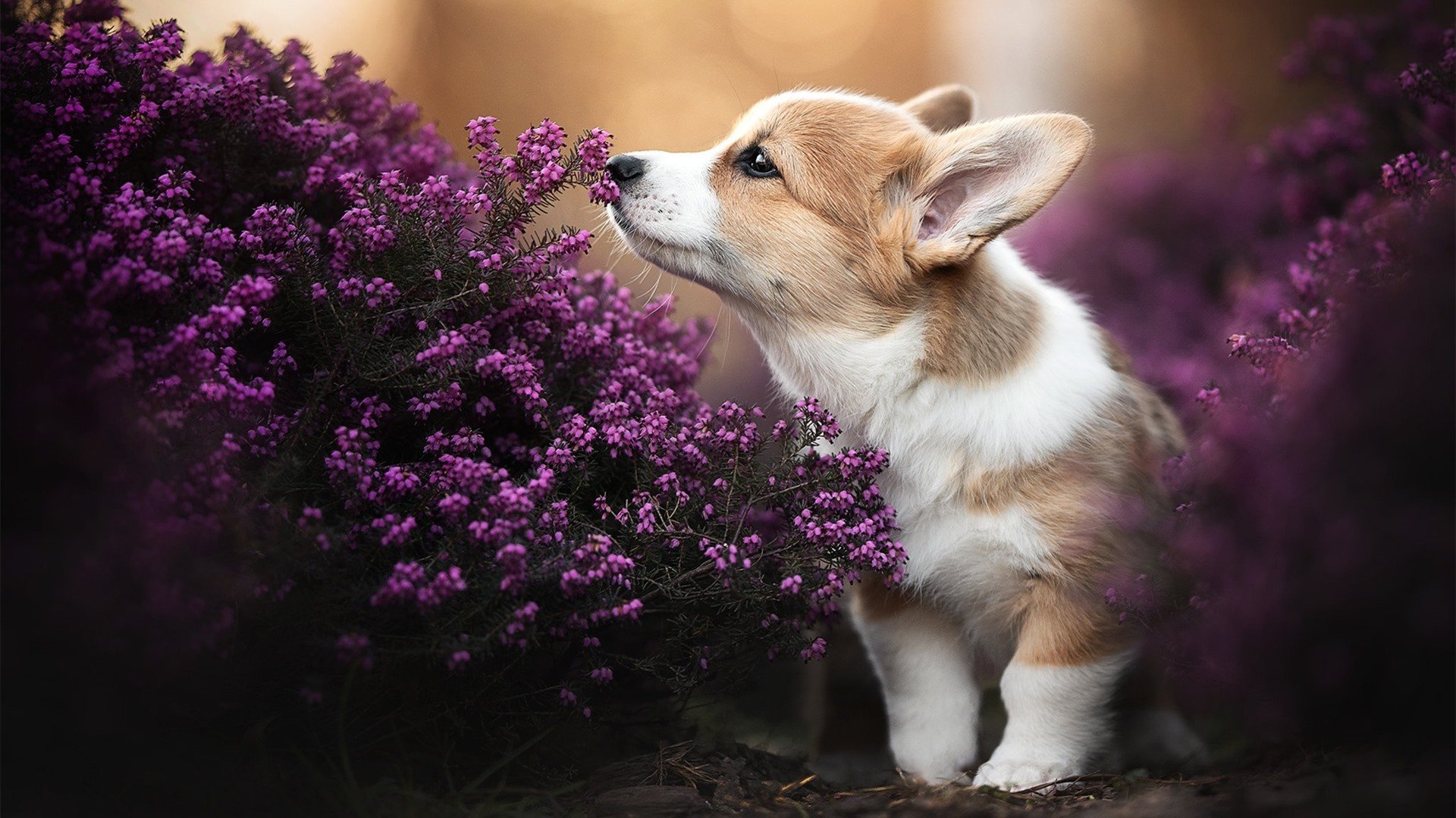 开云官方网站-佩拉卡尼完成蝶泳挑战展多面实力，卡佩拉mvp