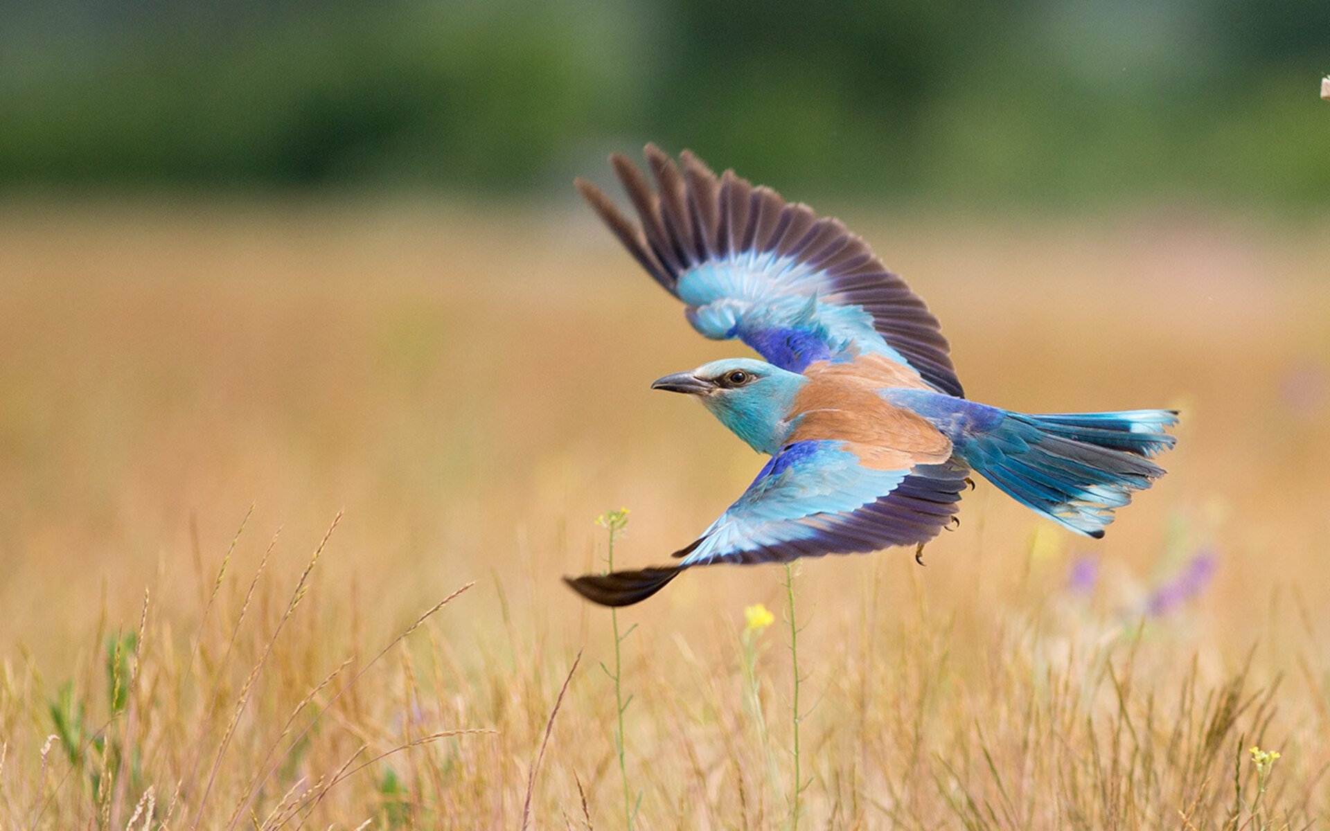 开云官方网站-德甲联赛的最新裁判判罚技术，德甲现场