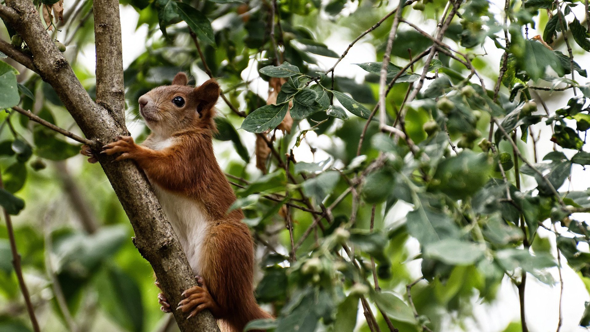 开云中国-男篮国家队实施小组目标计划增强阶段性成果转化，男篮国家队集训名单