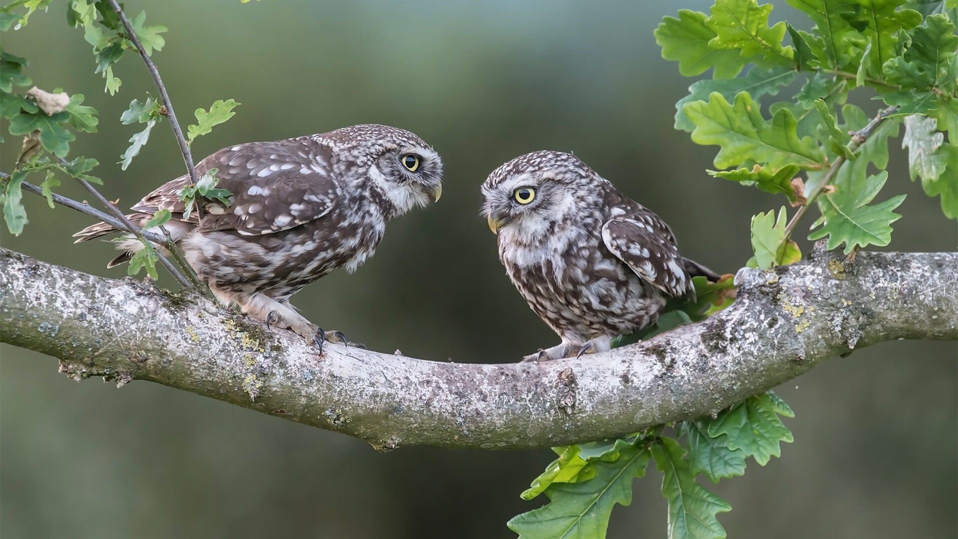 开云官网-线上足球知识竞赛吸引大量青少年参与，普及足球知识，线上足球活动