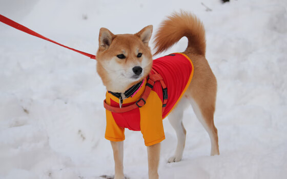 开云入口-美洲杯球队中的年轻才俊崭露头角，美洲杯足球队