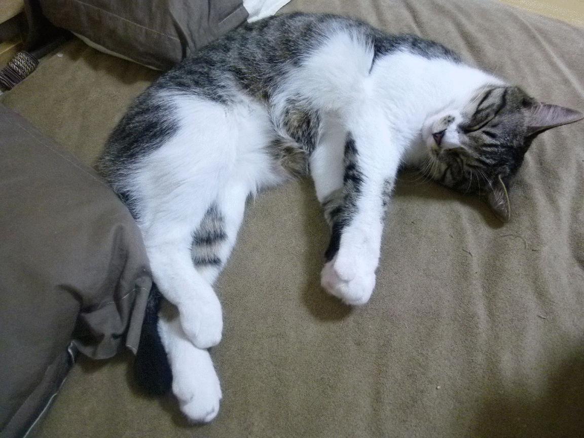 开云网页版登录入口-11月4日，足球经理26空降，老存档直接带走！，足球经理最新