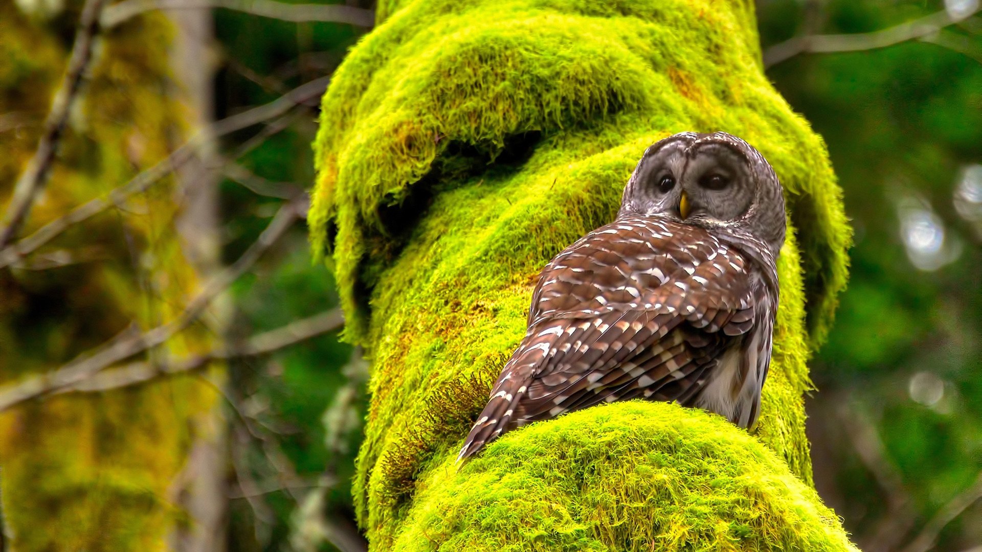 开云网页版登录入口-11月4日，足球经理26空降，老存档直接带走！，足球经理最新