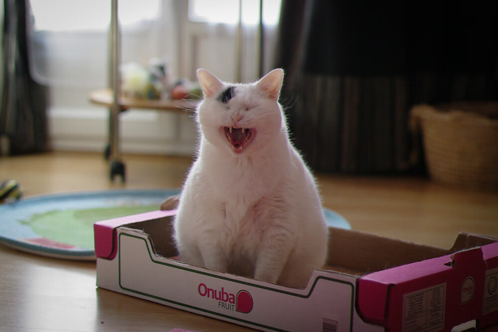 开云网页版登录入口-20年磨砺，广厦如何打造CBA冠军阵容？，cba广厦队阵容