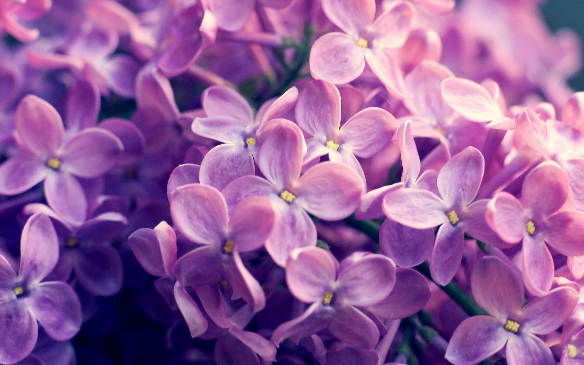 kaiyun官方网站-加拿大七人制橄榄球赛场表现赢得观众喝彩，加拿大橄榄球联盟球队